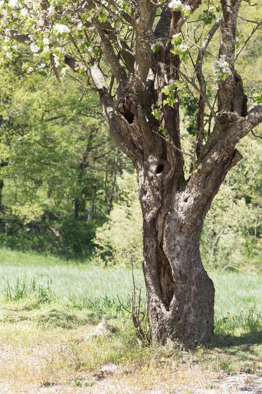 Agriturismo I Fondacci Grizzana Dış mekan fotoğraf